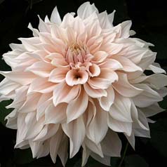 Dahlia Large Flowers Decorative 'Caf au lait'